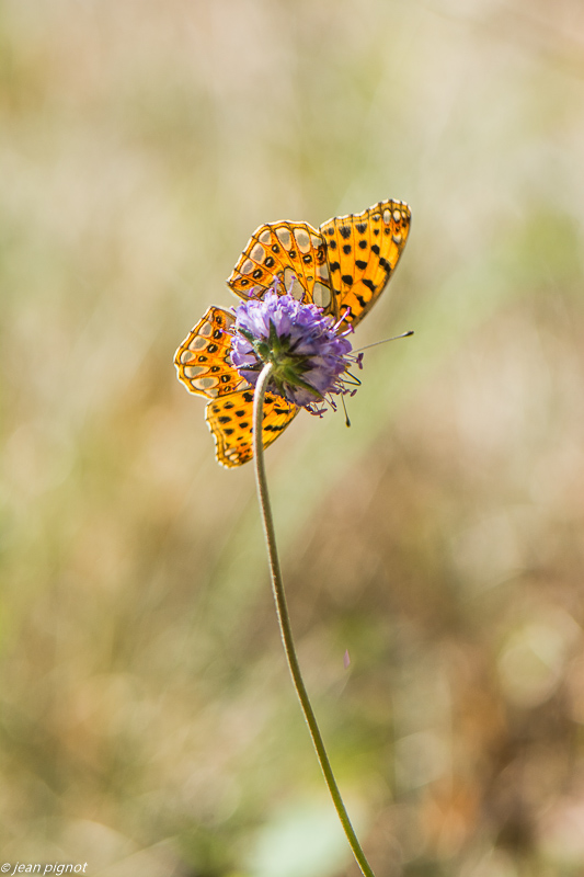 petit nacré 09 2019-4.jpg