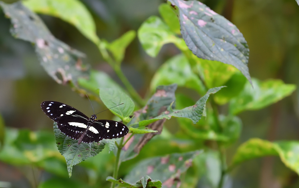 DS5_3919.jpg