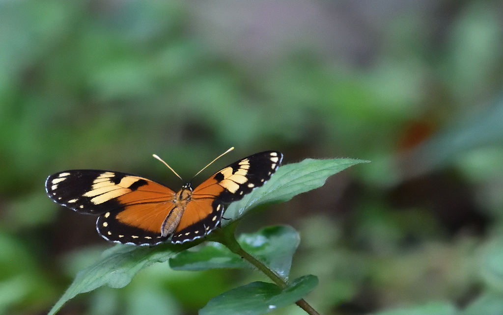 +DS5_3945.jpg