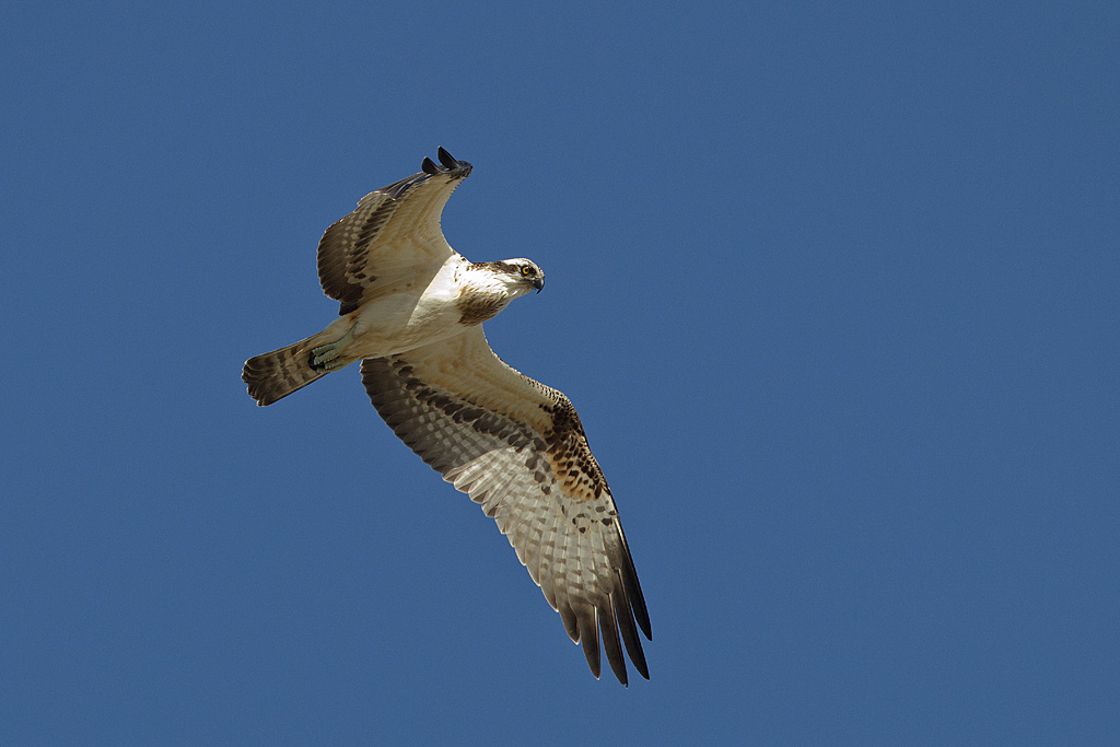 IMG_0545 IN.jpg