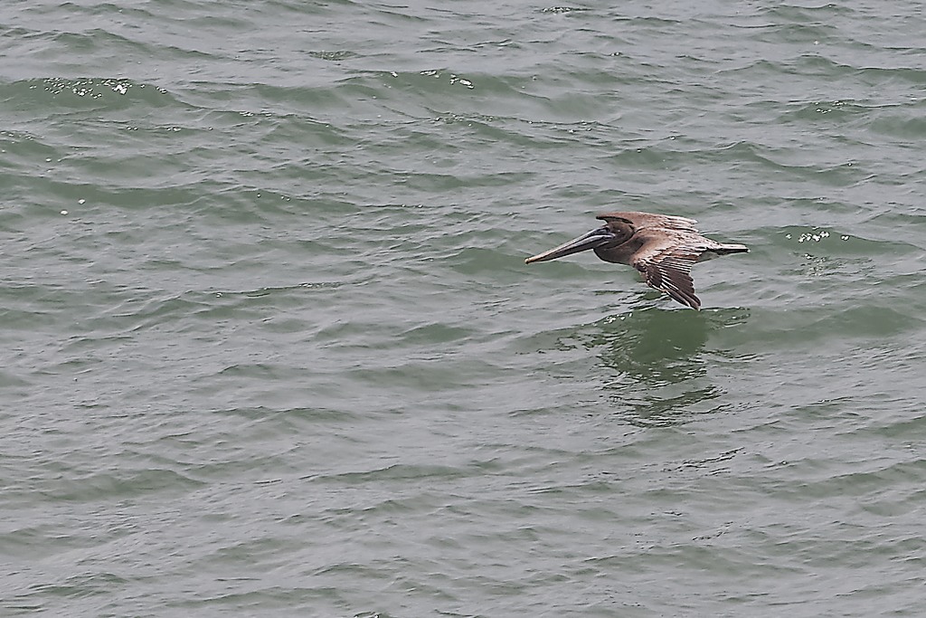 DSC_6206_DxO.JPG