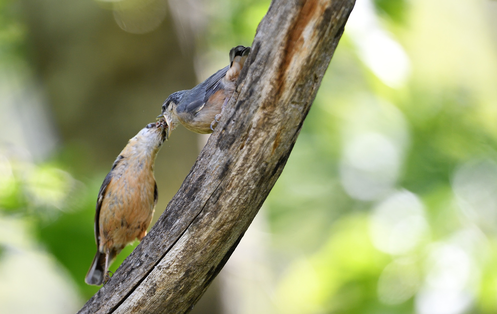 DS5_2780.jpg