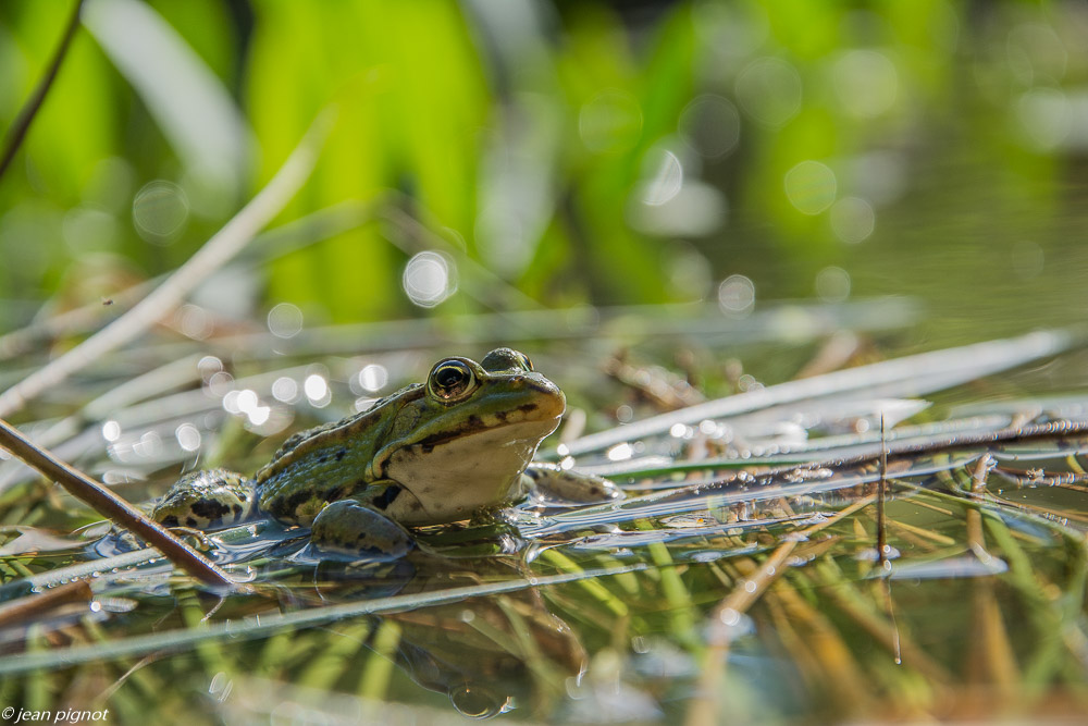grenouille 09 2019-2.jpg