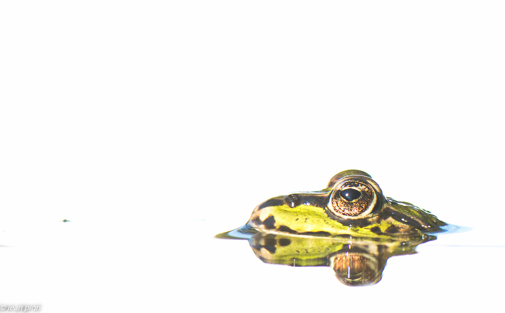 grenouille en high key 09 2019-3.jpg