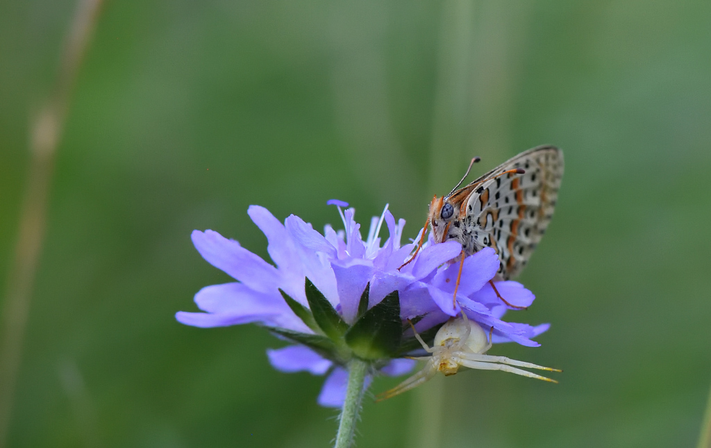DS5_8370.jpg