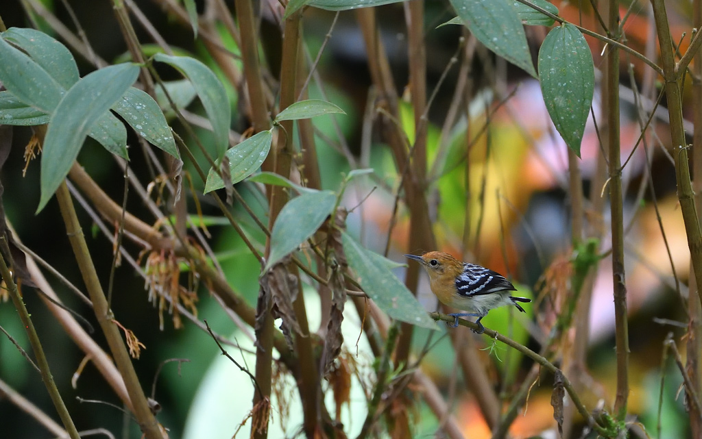 DS5_3880.jpg