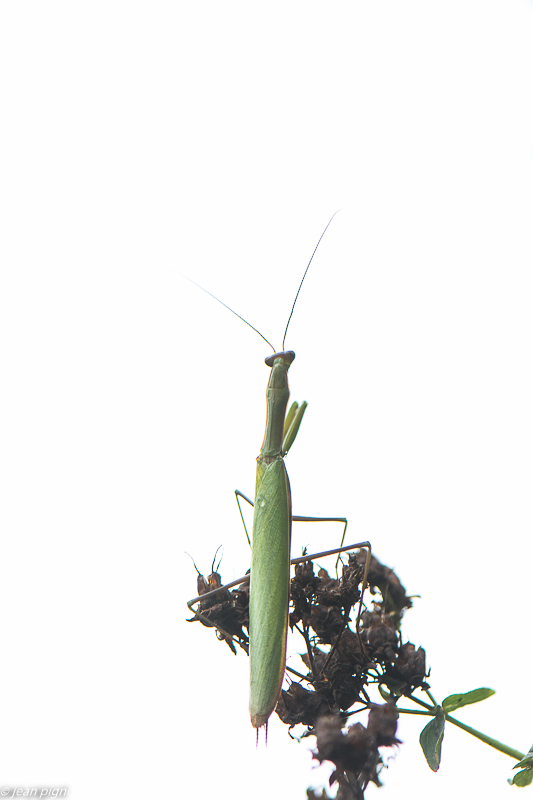 mante religieuse en high keey 09 2019.jpg