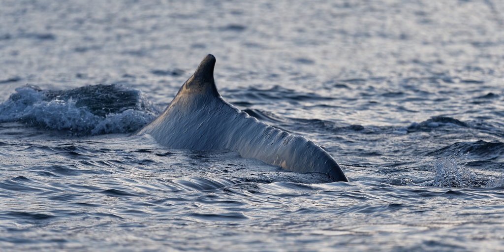 DSC_6232_DxO.JPG