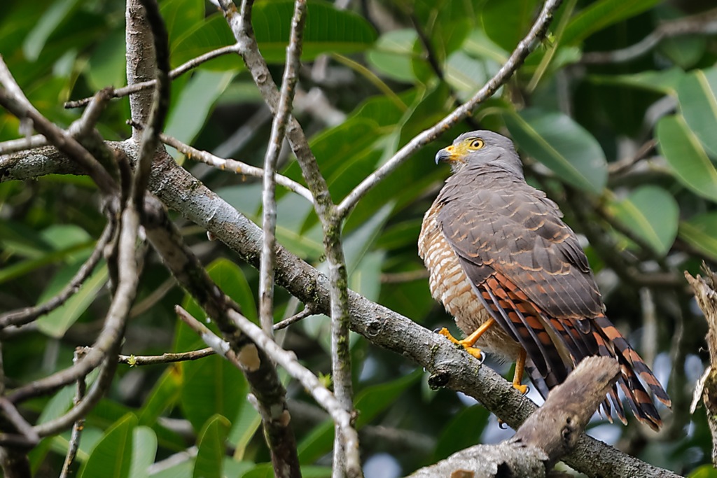 DSC_6267_DxO.JPG