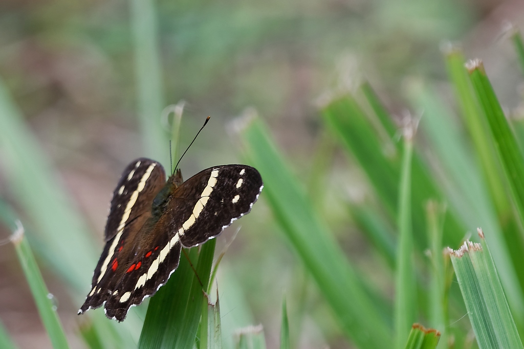 DSC_6298_DxO.JPG