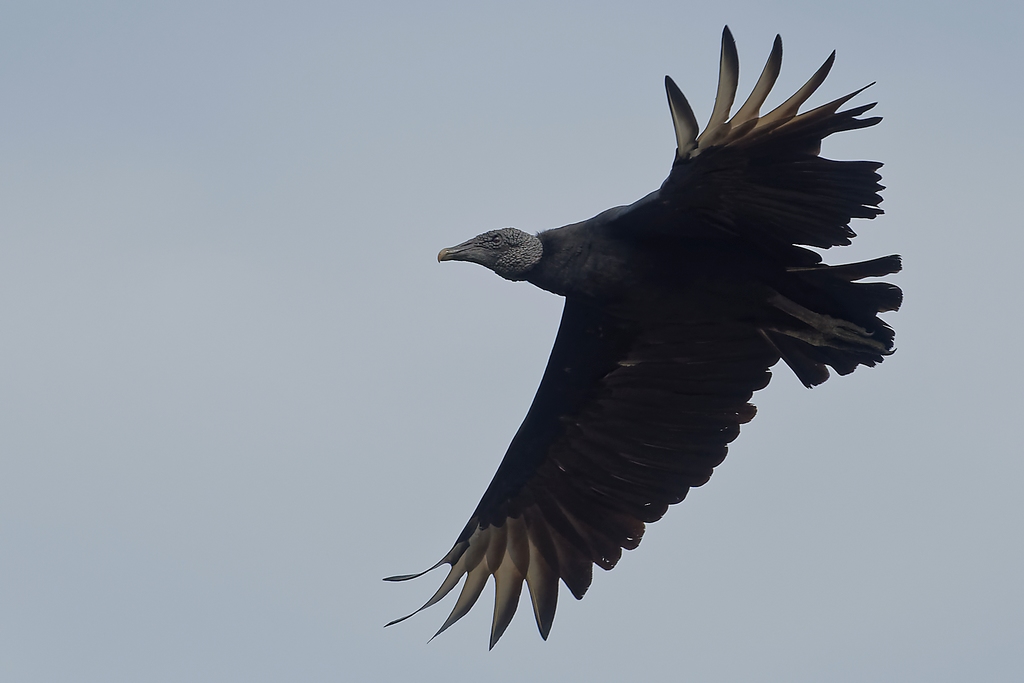 DSC_6334_DxO.JPG