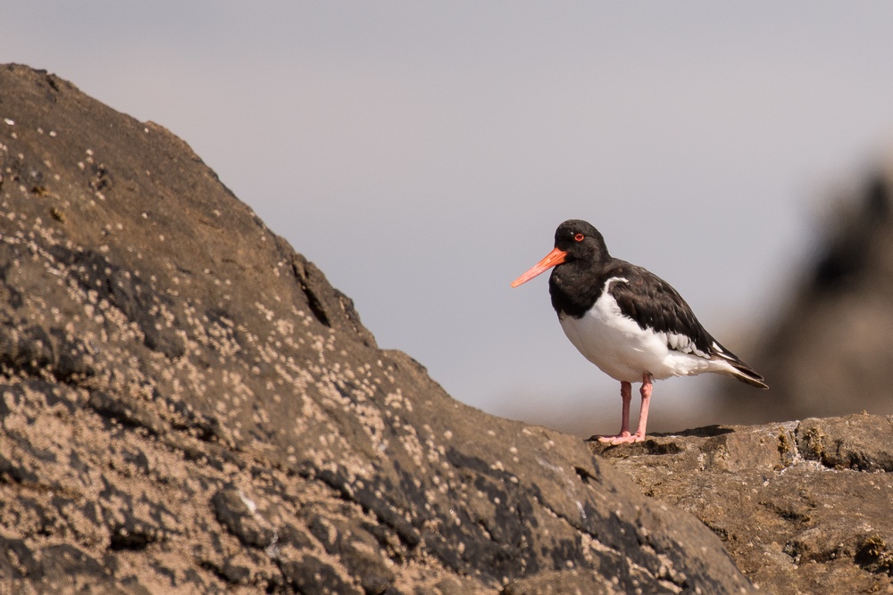 D50_6449-1in.jpg