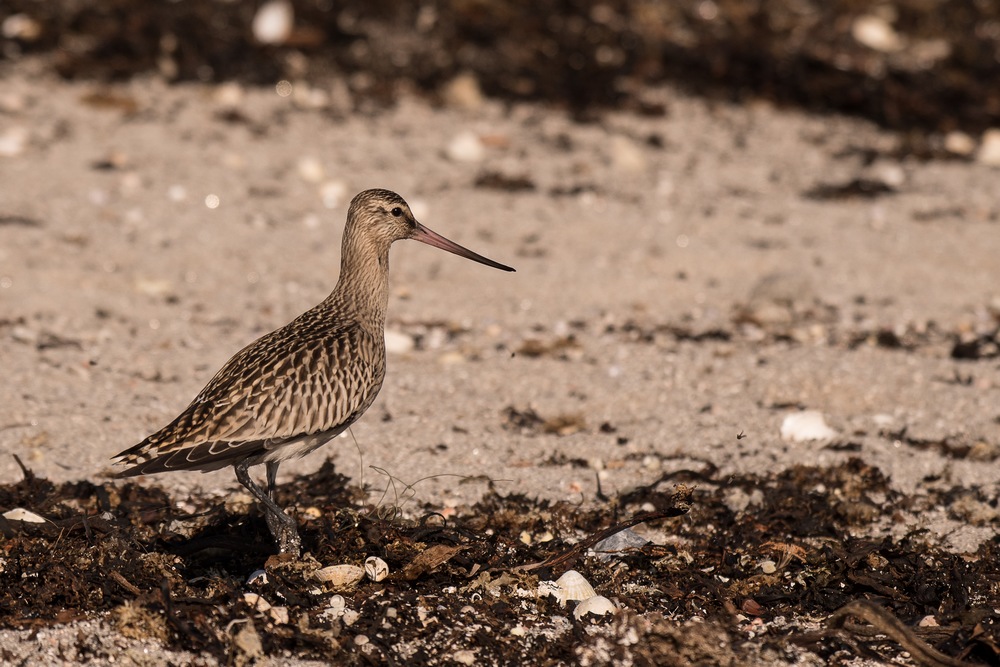 D50_7695-1in.jpg