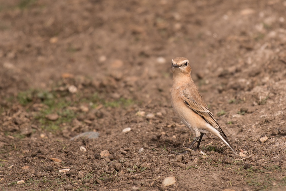 D50_8230-1in.jpg