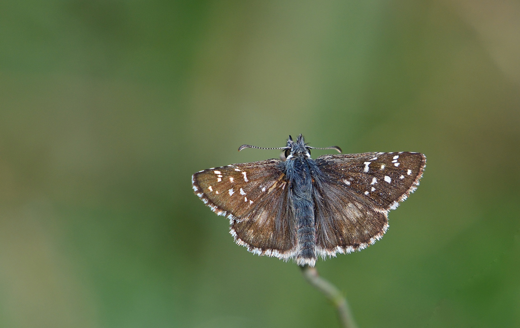 DSC_6345.jpg