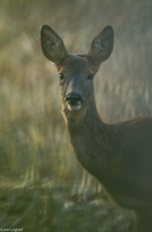 chevrette bilebeaude 09 2019.jpg