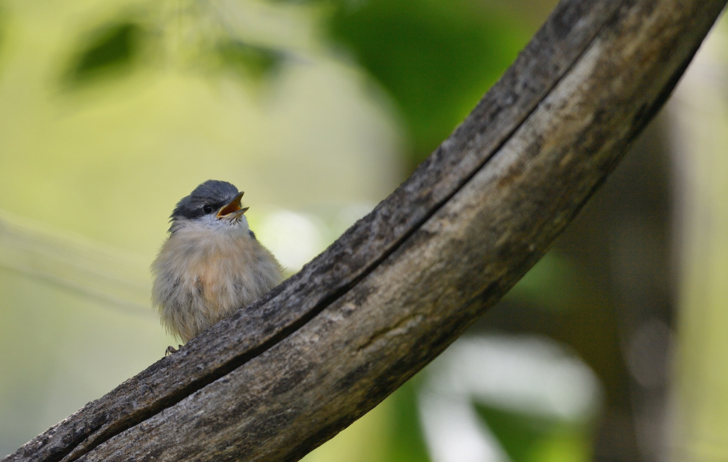 DS5_2870.jpg
