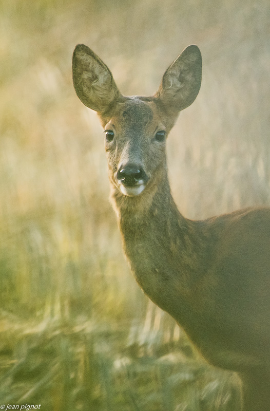 chevrette bilebeaude 09 2019-2.jpg