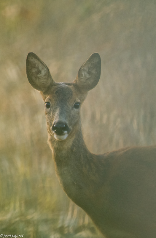 chevrette bilebeaude 09 2019-4.jpg