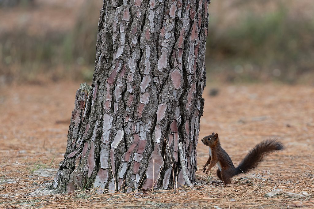 DSC_3467_DxO.jpg