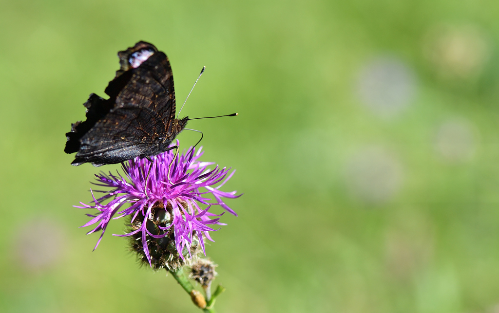 DS5_0801.jpg