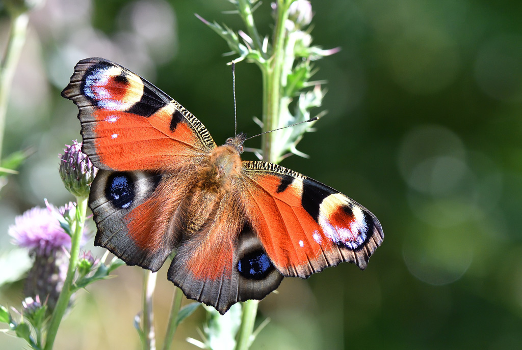 DS5_1055.jpg