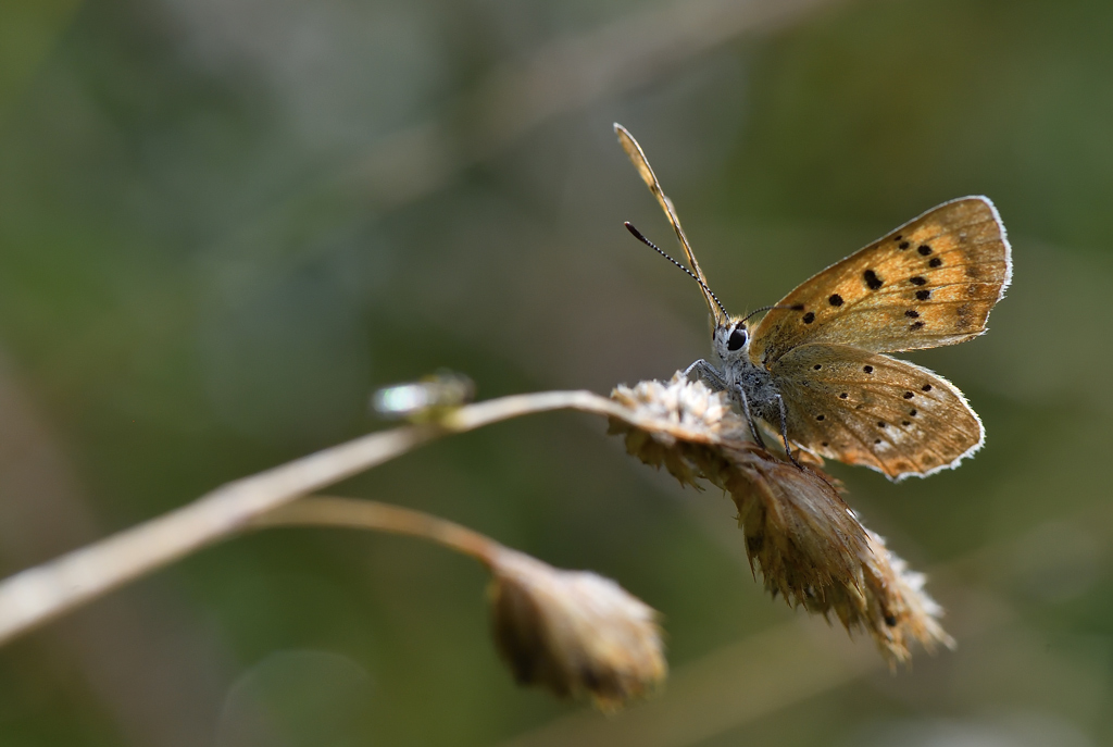 DS5_1069.jpg