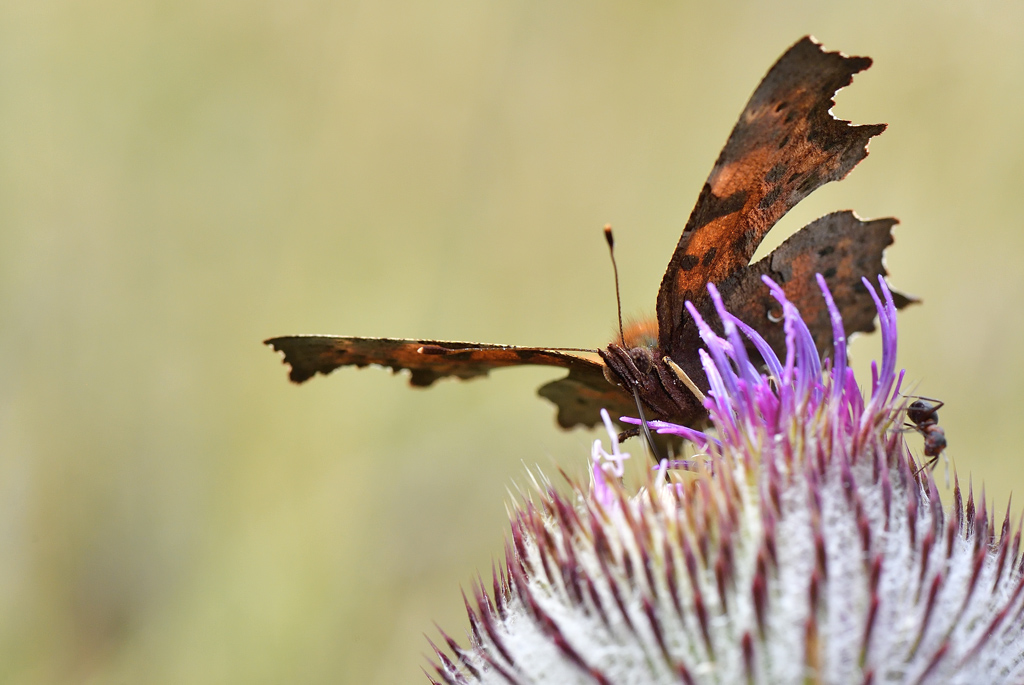 DS5_1242.jpg