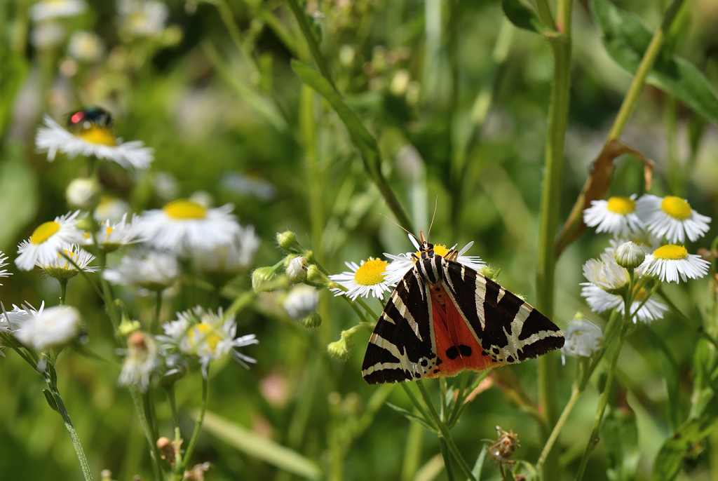 DS5_1265.jpg