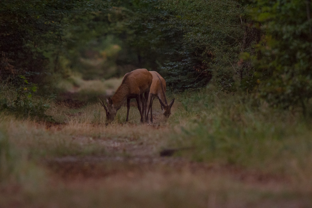 Jeune cerf + biche.jpg