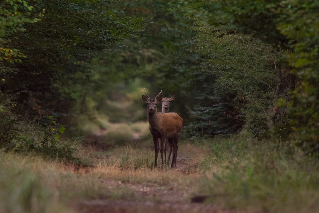 Jeune cerf + biche-4.jpg