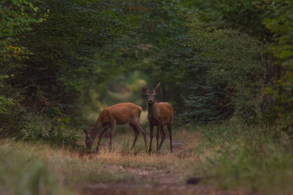 Jeune cerf + biche-5.jpg