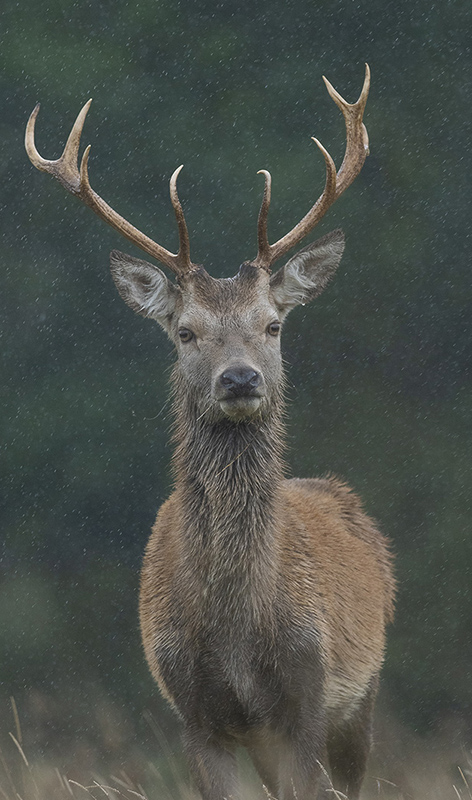 Cerfs  (2).jpg