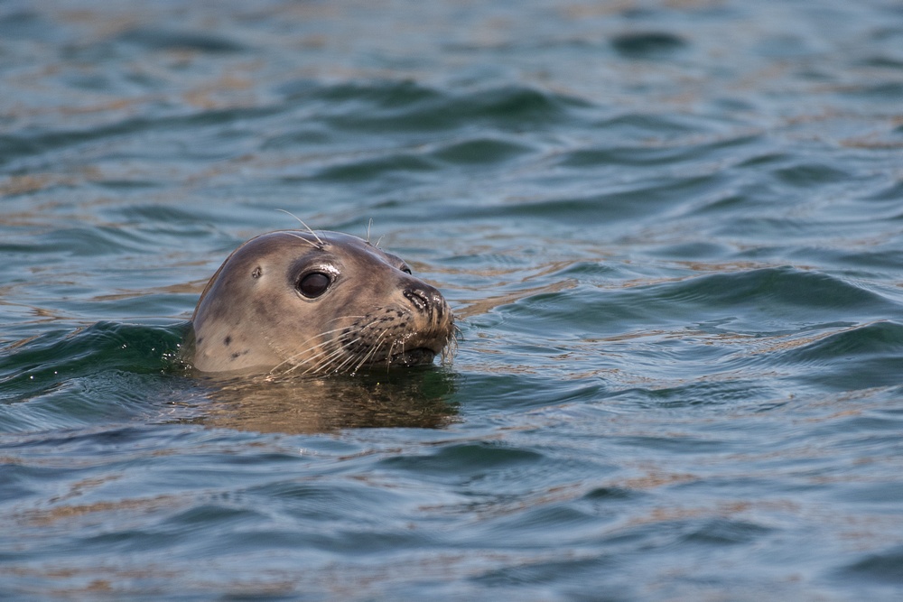 D50_6404-1in.jpg