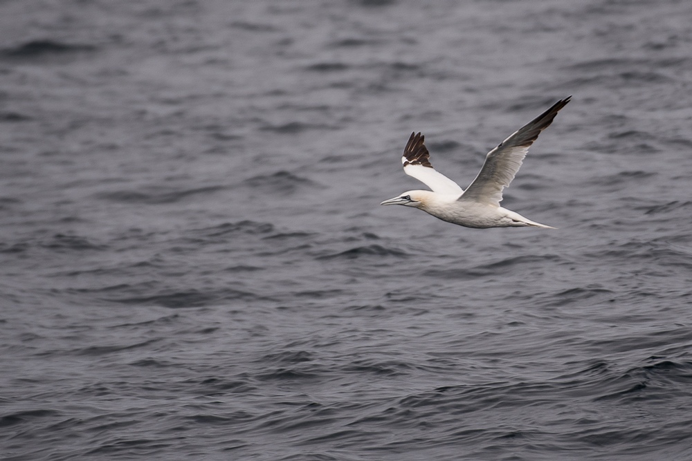 D50_8321-1in.jpg