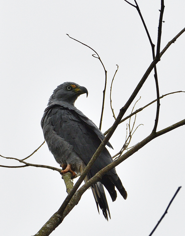 DSC_4211.jpg