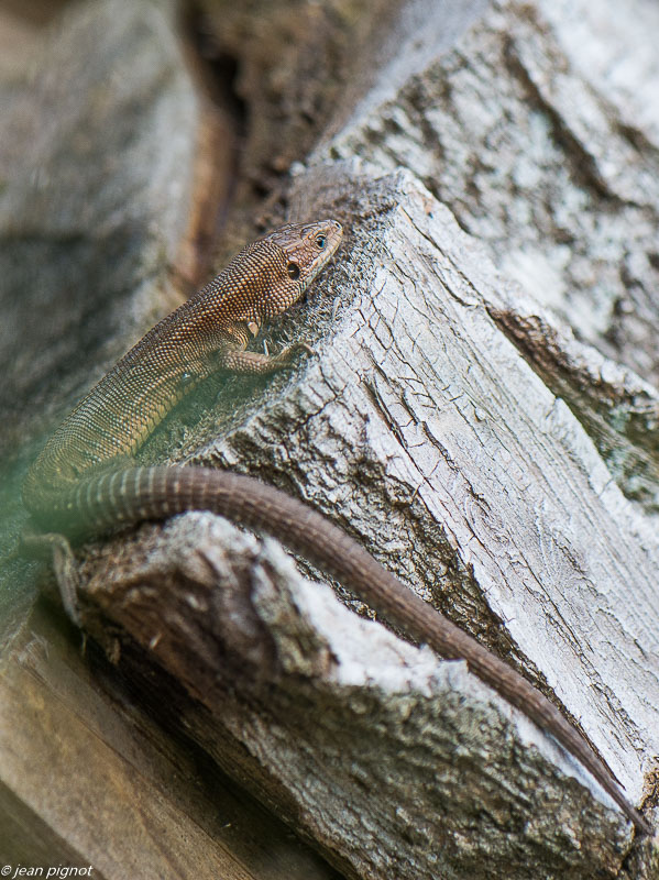 lezard vivipare 2019.jpg