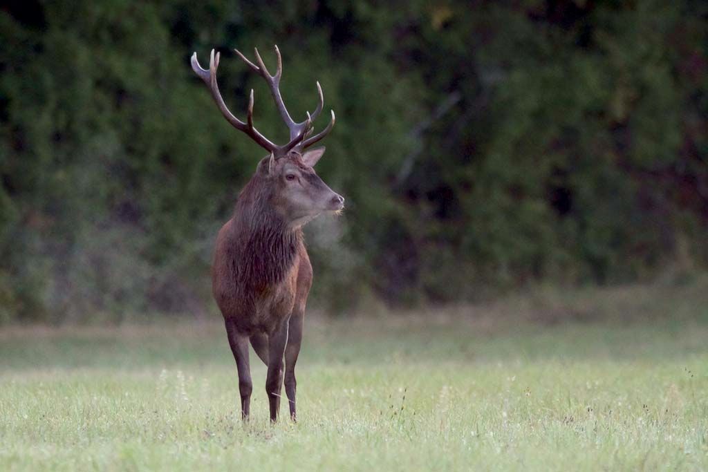 03cerf im nat bis.jpg