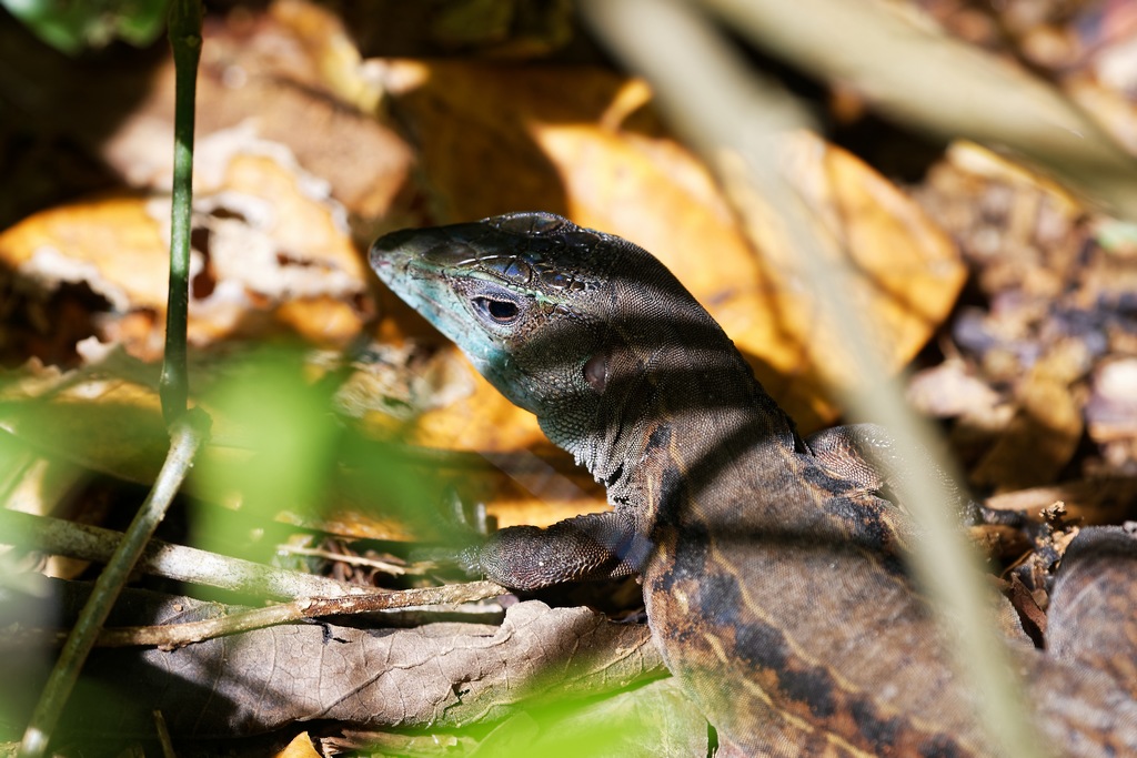 DSC_6560_DxO.JPG