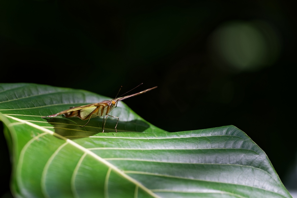 DSC_6567_DxO.JPG