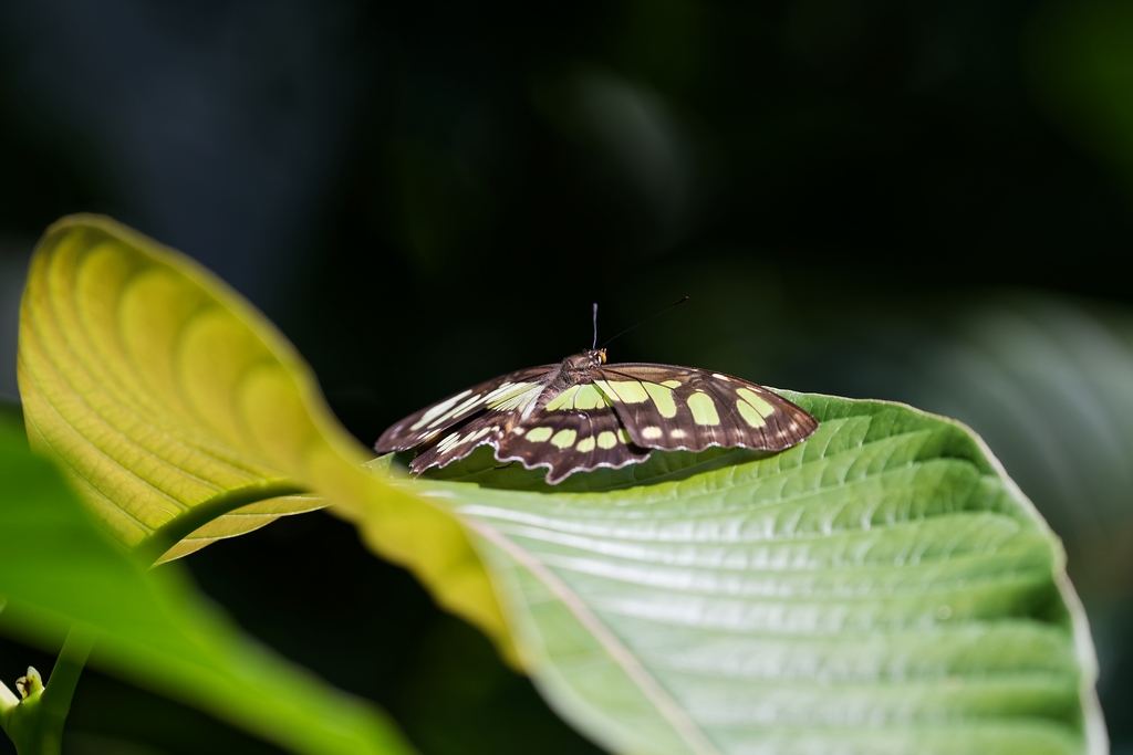 DSC_6572_DxO.JPG