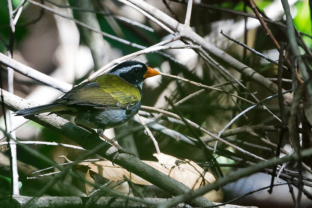 DSC_6580_DxO.JPG