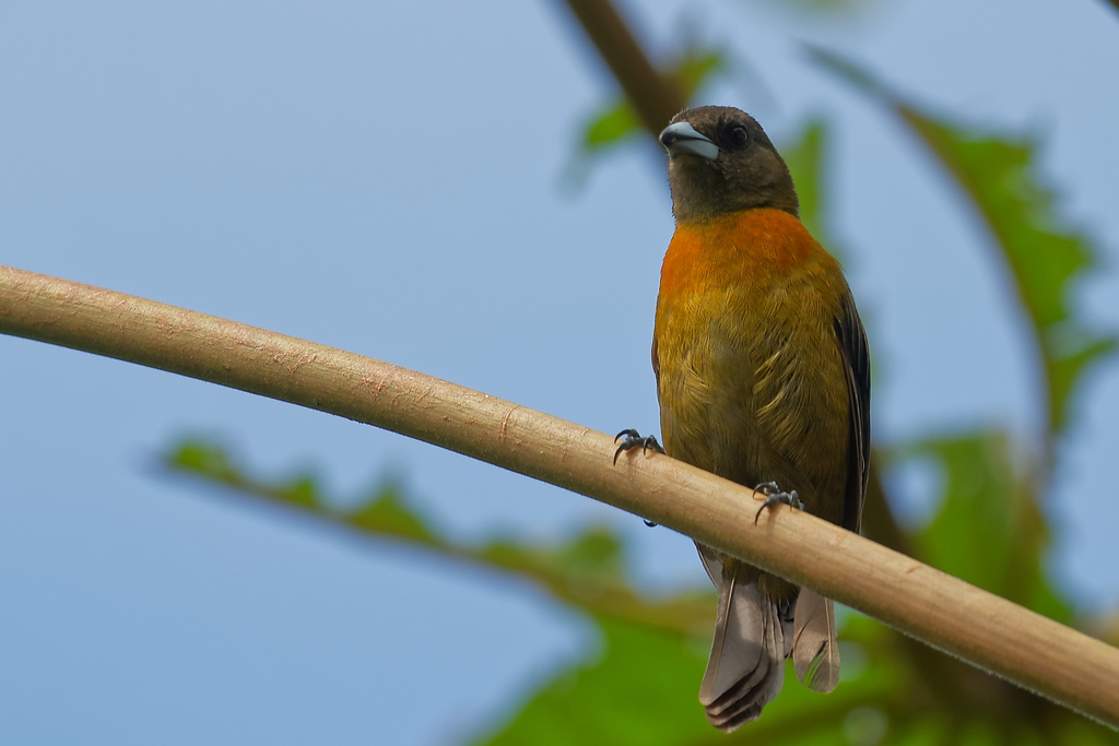 DSC_6585_DxO.JPG