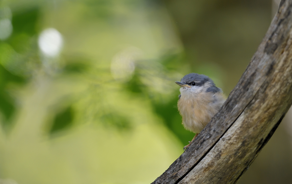 -DS5_2974.jpg