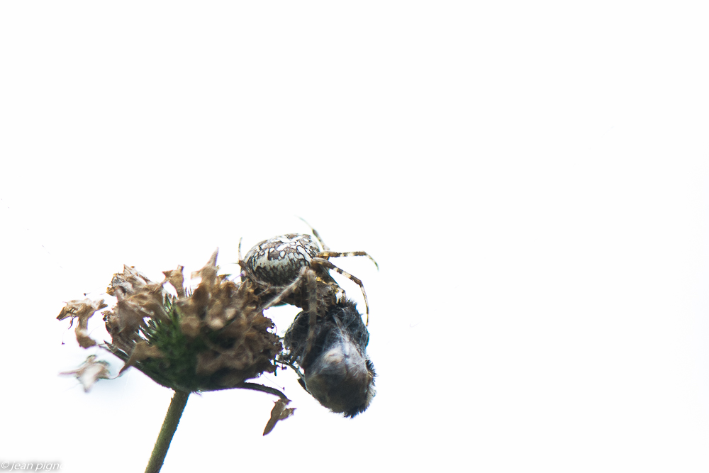 epeire en high key 10 2019.jpg