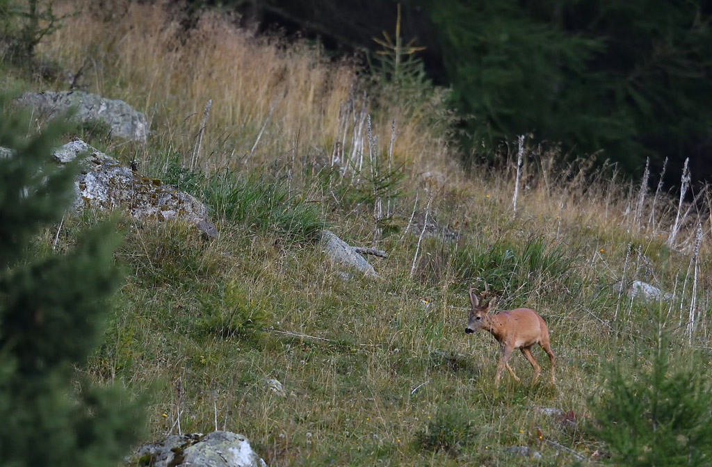 DS5_1591.jpg