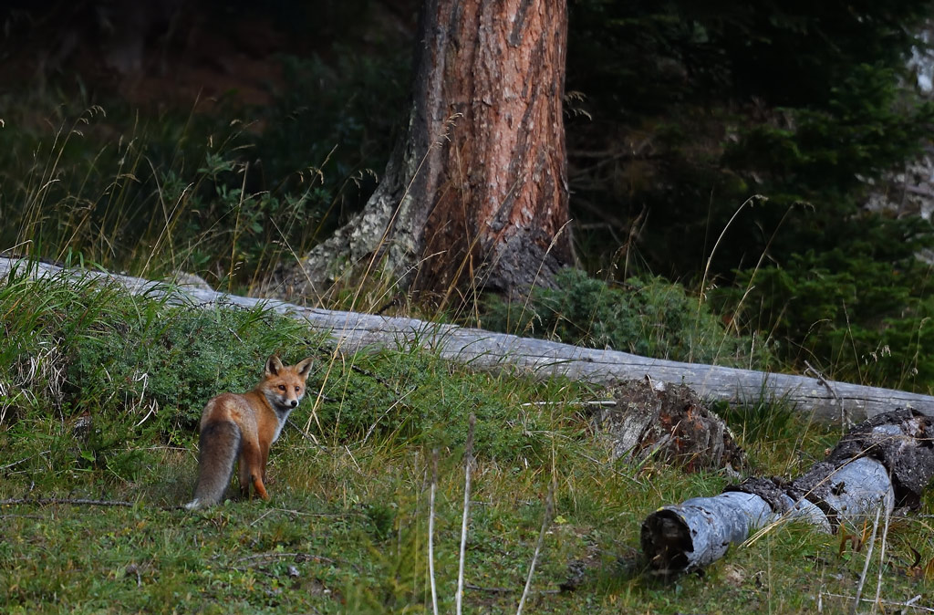 DS5_1595.jpg