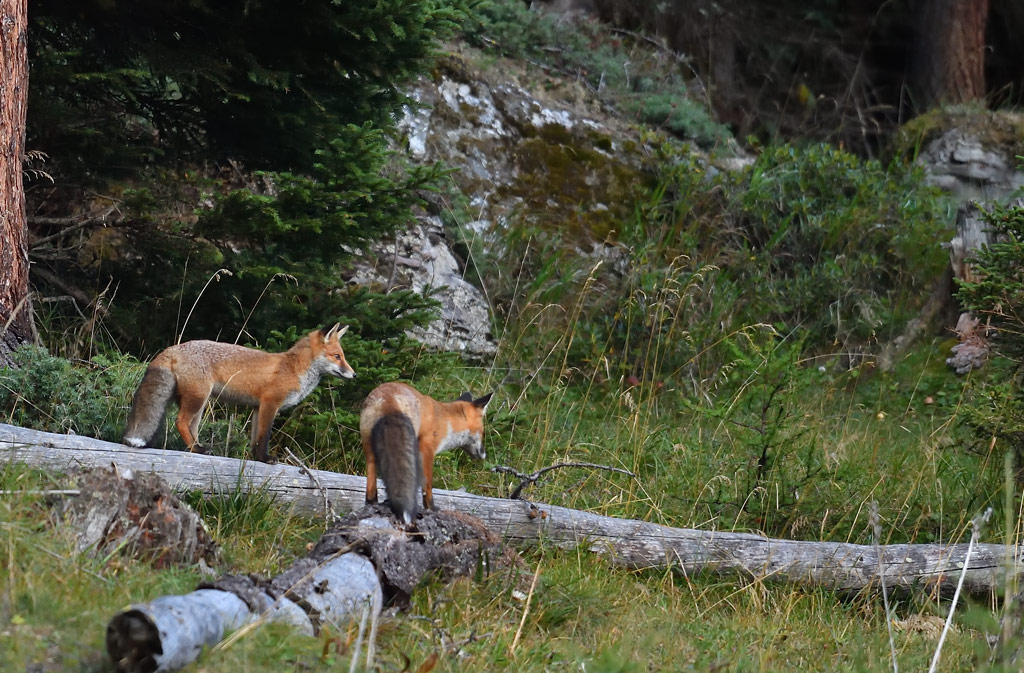 DS5_1602.jpg