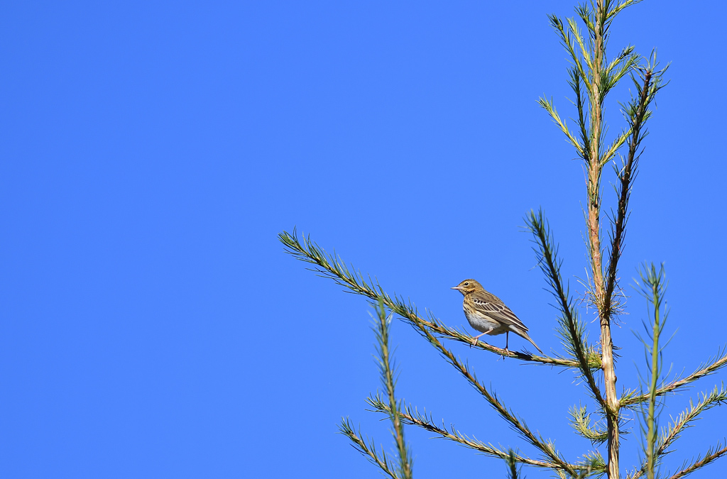 DS5_1654.jpg