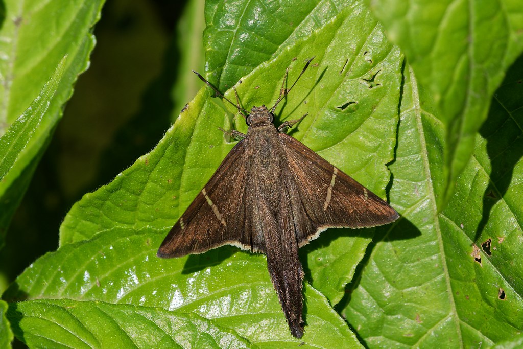 DSC_6709_DxO.JPG